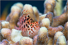 фото "Коралловое ложе"
