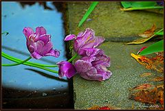 photo "***"