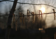 photo "***"