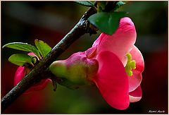 photo "***"