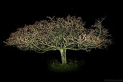 фото "night tree"