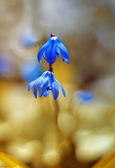 photo "***"