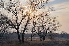фото "Ранняя весна"