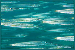 photo "Barracudas"