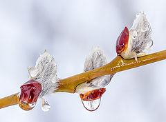 photo "Droplet"