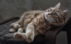фото "My cat"