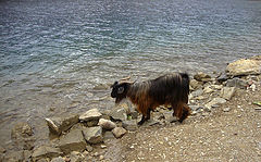 фото "Козел,и море"