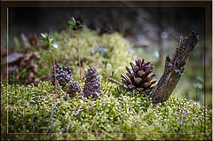 photo "***"