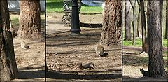photo "Basic instinct"