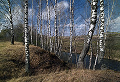 photo "***"
