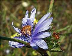 photo "A lover of chicory."