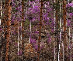 фото "багульник"
