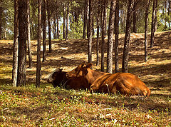 photo "Pastoral"