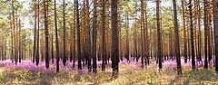 фото "лето в тайге"