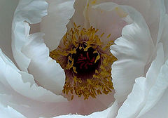 photo "***"