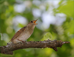 photo "Virtuoso"