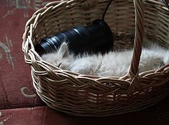 photo "***"