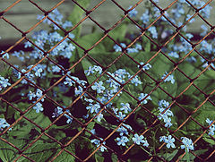 photo "***"