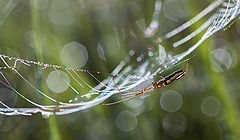 photo "***"