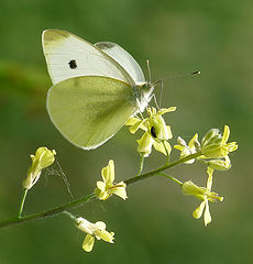 фото "Капустница -  Pieris brassicae"