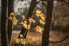 photo "***"