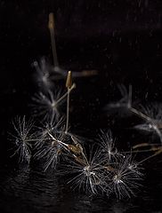 фото "***"