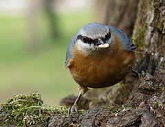 photo "Sitta europaea"