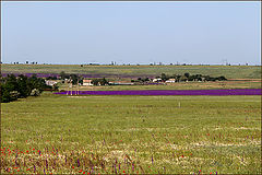 photo "Fields between Kerch and Feodosia"