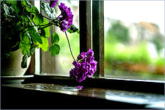 photo "***"