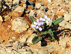 photo "In the desert, stunted and stingy, On the ground, scorching heat"