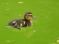photo "Anas platyrhynchos"