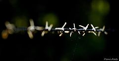 photo "***"
