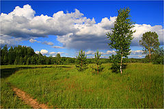 photo "Meadows next to the river Volga. Dancing birch."