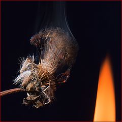 фото "Аутодафе"