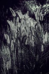 photo "***"