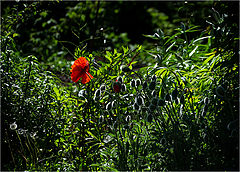 photo "***"