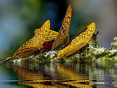 photo "Regatta"