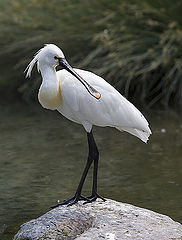 фото "watervogel"