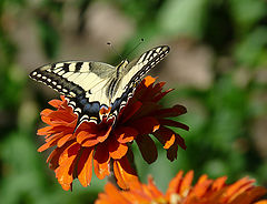 photo "Papilio machaon"