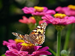 photo "Vanessa cardui"