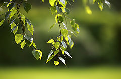 photo "***"