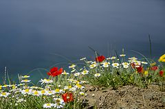 photo "poppies"