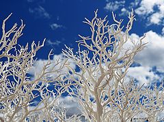 фото "The Ferrytale Tree"