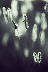 photo "***"