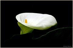 photo "***"