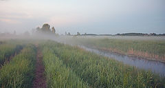 фото "Утро туманное"