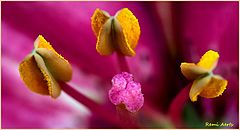 photo "***"