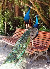 photo "Royalty"