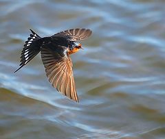 фото "welcome swallow"