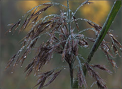 photo "after rain"